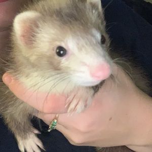 Meet your Posher, Sadie